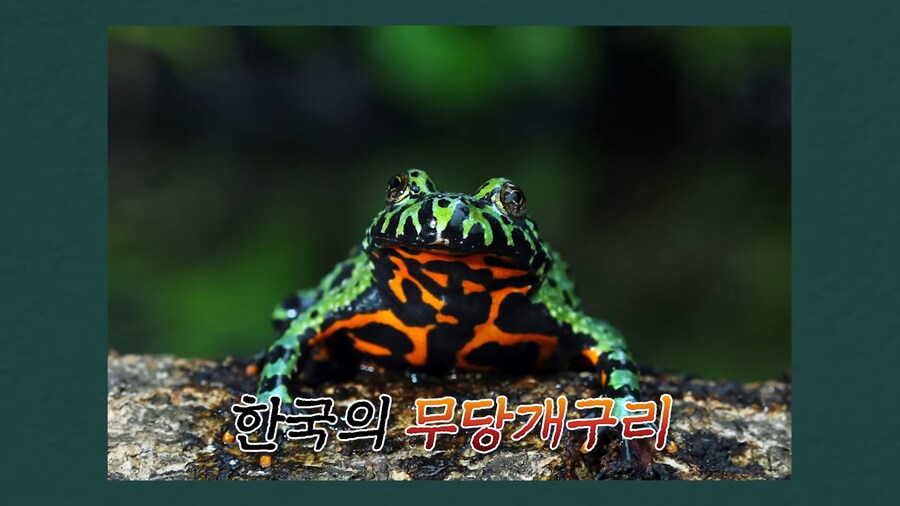 전 세계 개구리를 학살한 K-개구리_17.png