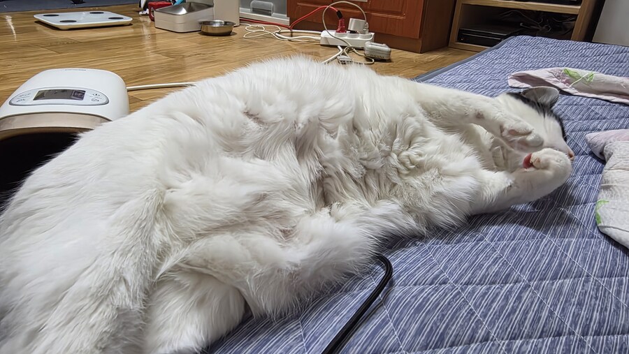 야 우리집 고양이 배털 존나 북실북실함_1.jpg