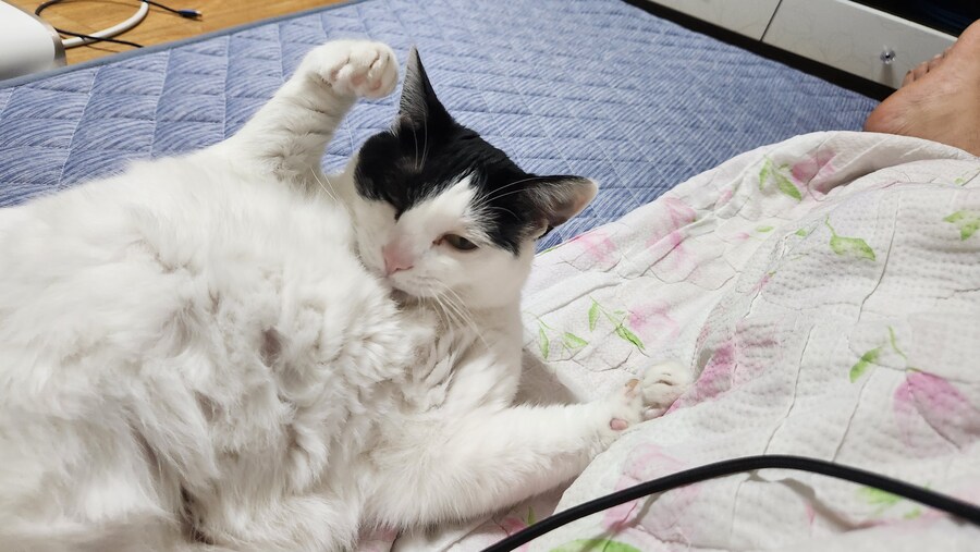 야 우리집 고양이 배털 존나 북실북실함_4.jpg