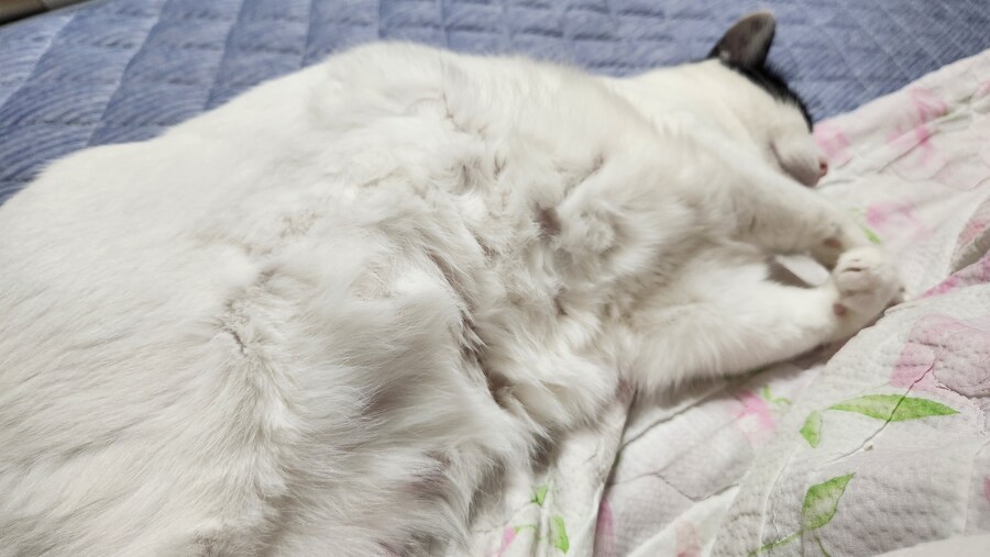 야 우리집 고양이 배털 존나 북실북실함_5.jpg