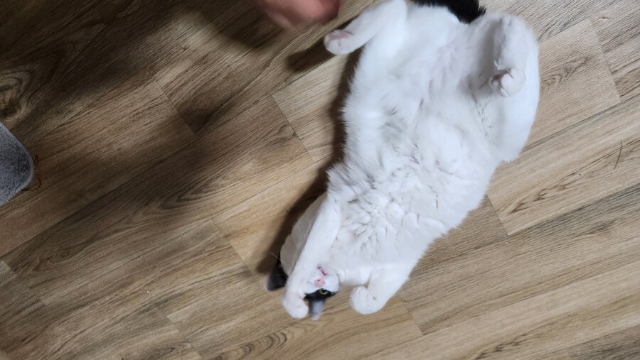 야 우리집 고양이 배털 존나 북실북실함_7.jpg