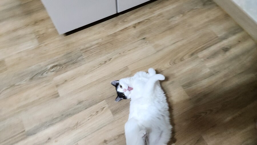 야 우리집 고양이 배털 존나 북실북실함_8.jpg