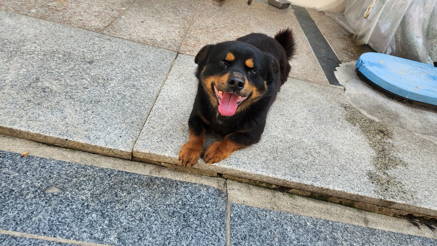 야 우리집 고양이 배털 존나 북실북실함_9.jpg