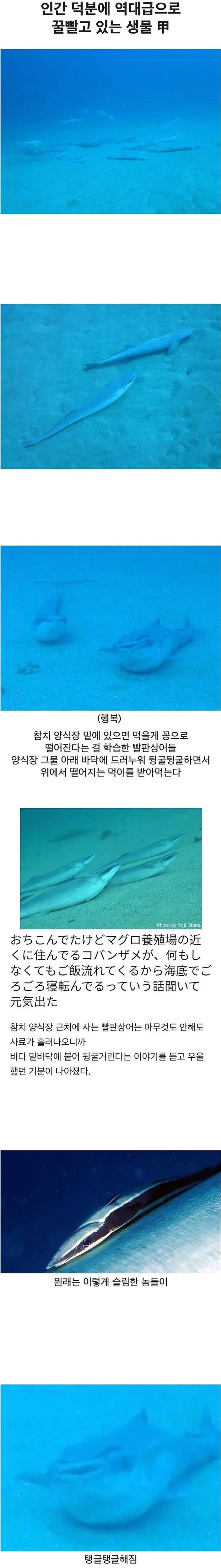 인간 덕분에 역대급으로 꿀 빨고 있는 생물_1.png