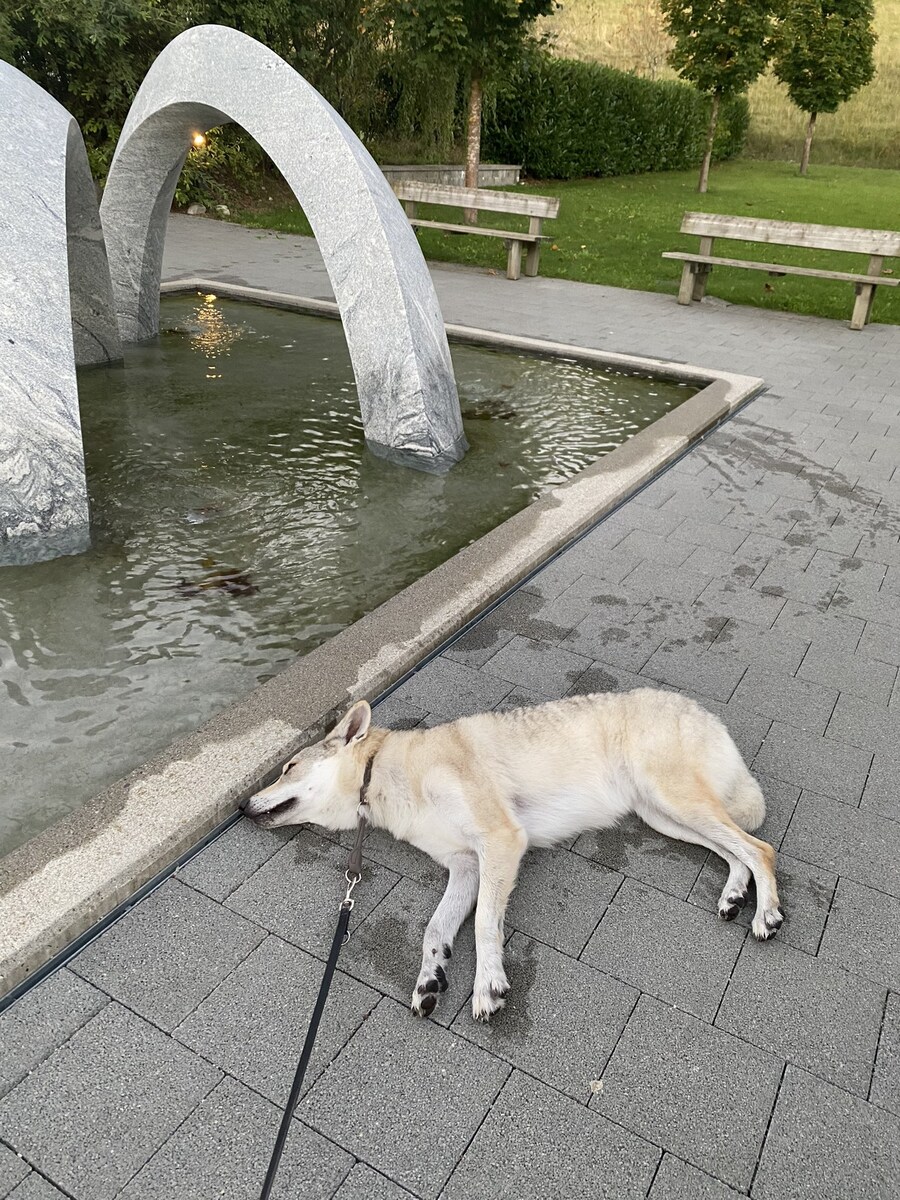물에빠진 개 ㅠㅠ.jpg_1.jpg