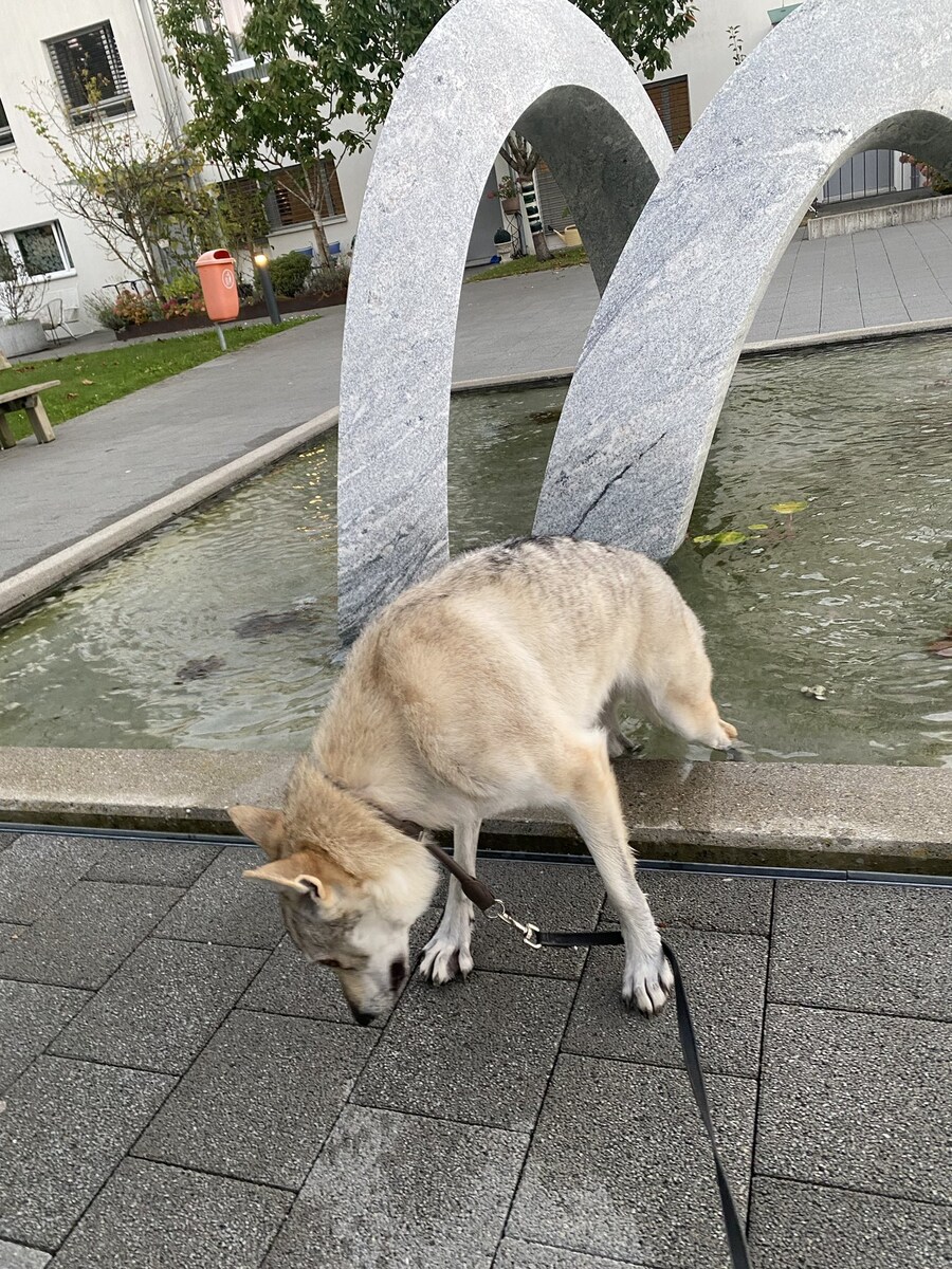 물에빠진 개 ㅠㅠ.jpg_3.jpg