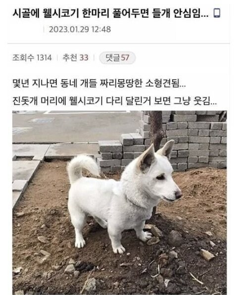 시골에 웰시코기 한마리 풀면 들개 안심됨_1.jpg