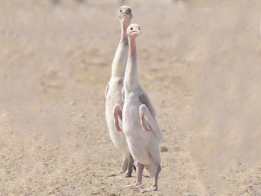 새끼 가마우지 특.jpg_1.jpg