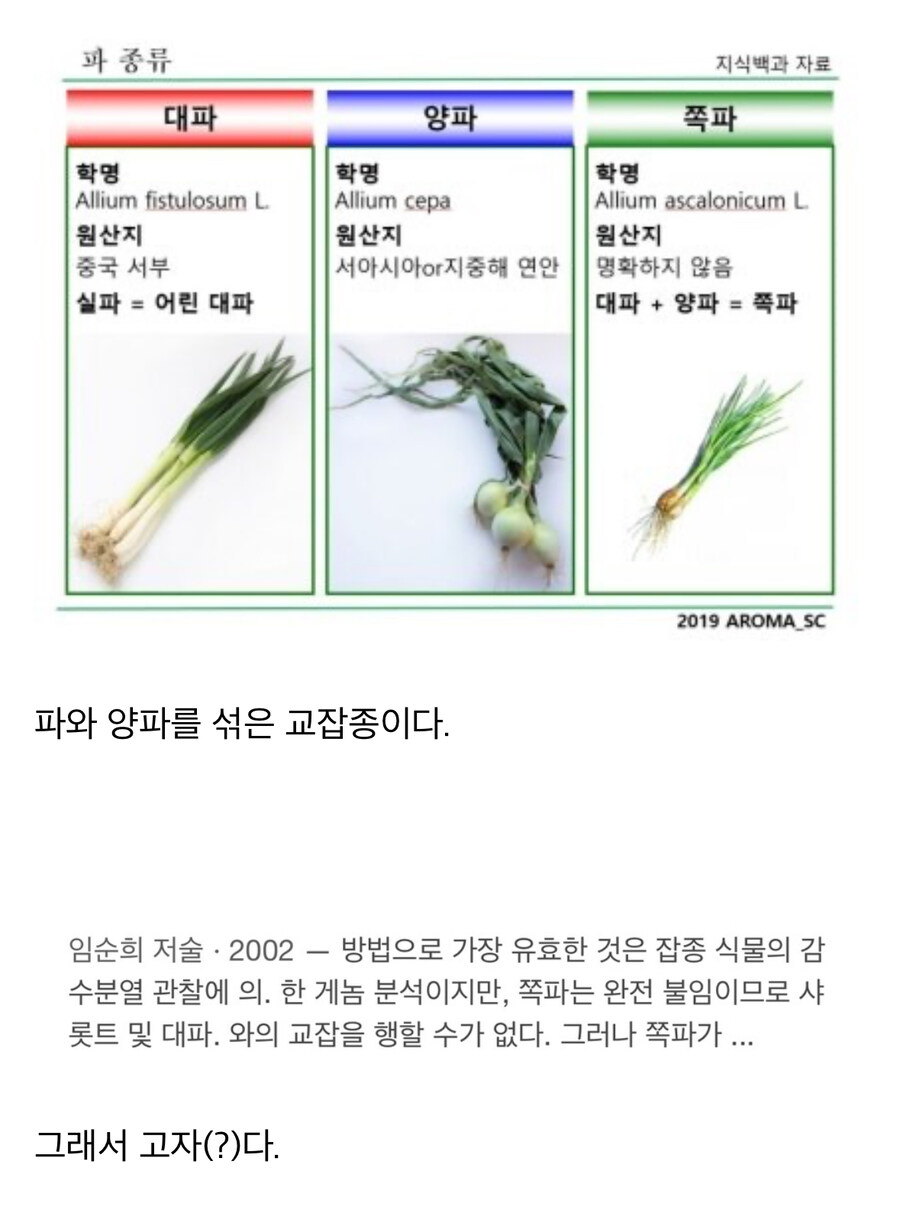 쪽파의 비밀_1.jpg