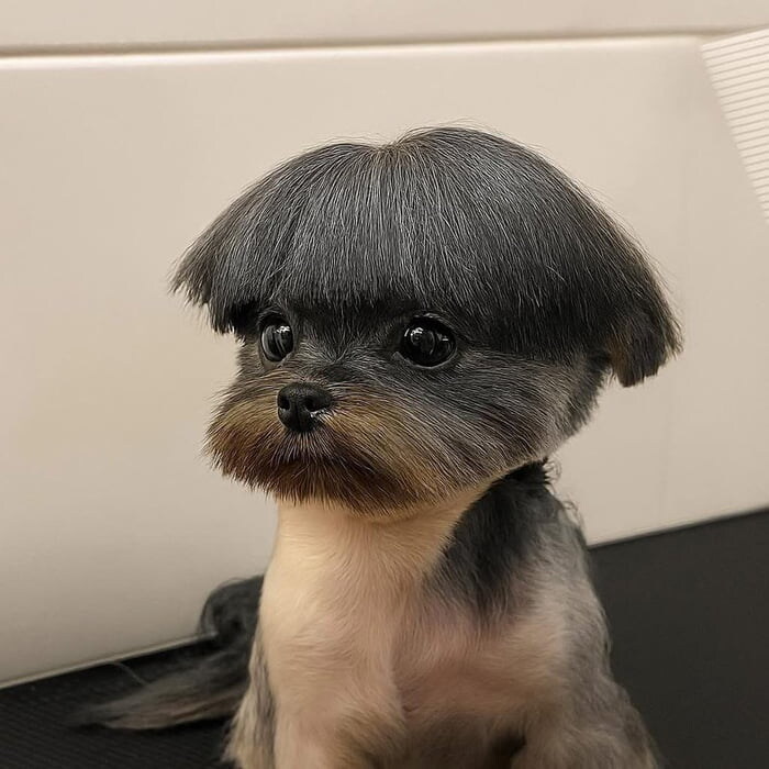 그냥 댕댕이 짤_1.jpg
