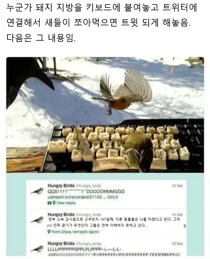 진짜 새들에게 트윗을 작성하게 해 보았더니.jpg_1.webp