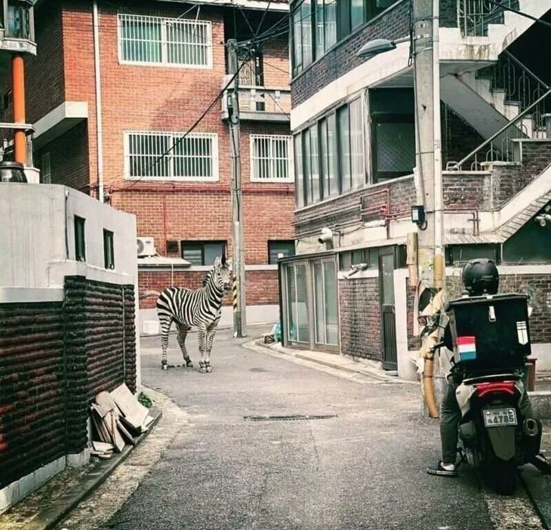 얼룩말과 마주친 오토바이 기사 사진의 비밀_1.jpg
