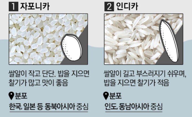크게 둘로 나뉘는 쌀의 종류.jpg_1.jpg
