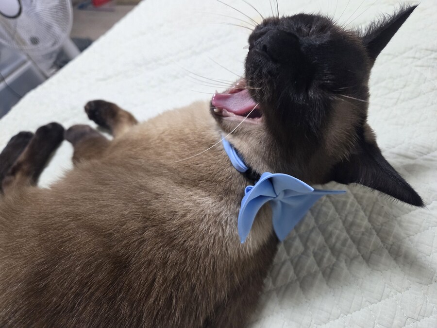 솔직히 말해서 우리집 고양이는 귀엽다_9.jpg