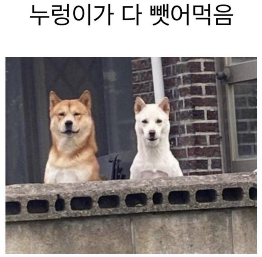 누렁이가 밥 다 뺏어먹음_1.jpg