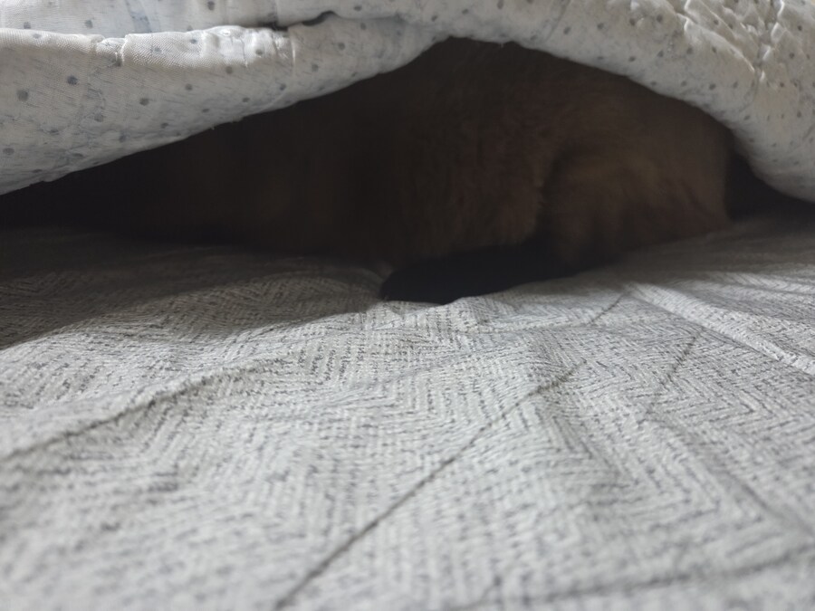 이거 고양이 사진임...아무튼 고양이 사진 맞음_2.jpg
