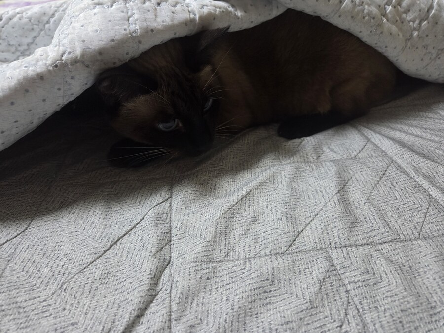 이거 고양이 사진임...아무튼 고양이 사진 맞음_3.jpg