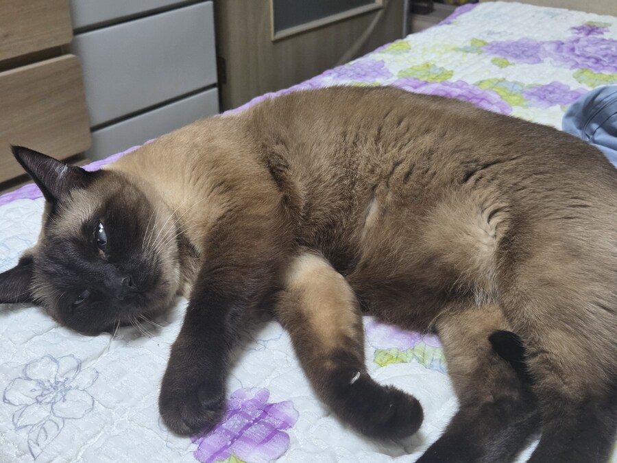 이거 고양이 사진임...아무튼 고양이 사진 맞음_4.jpg
