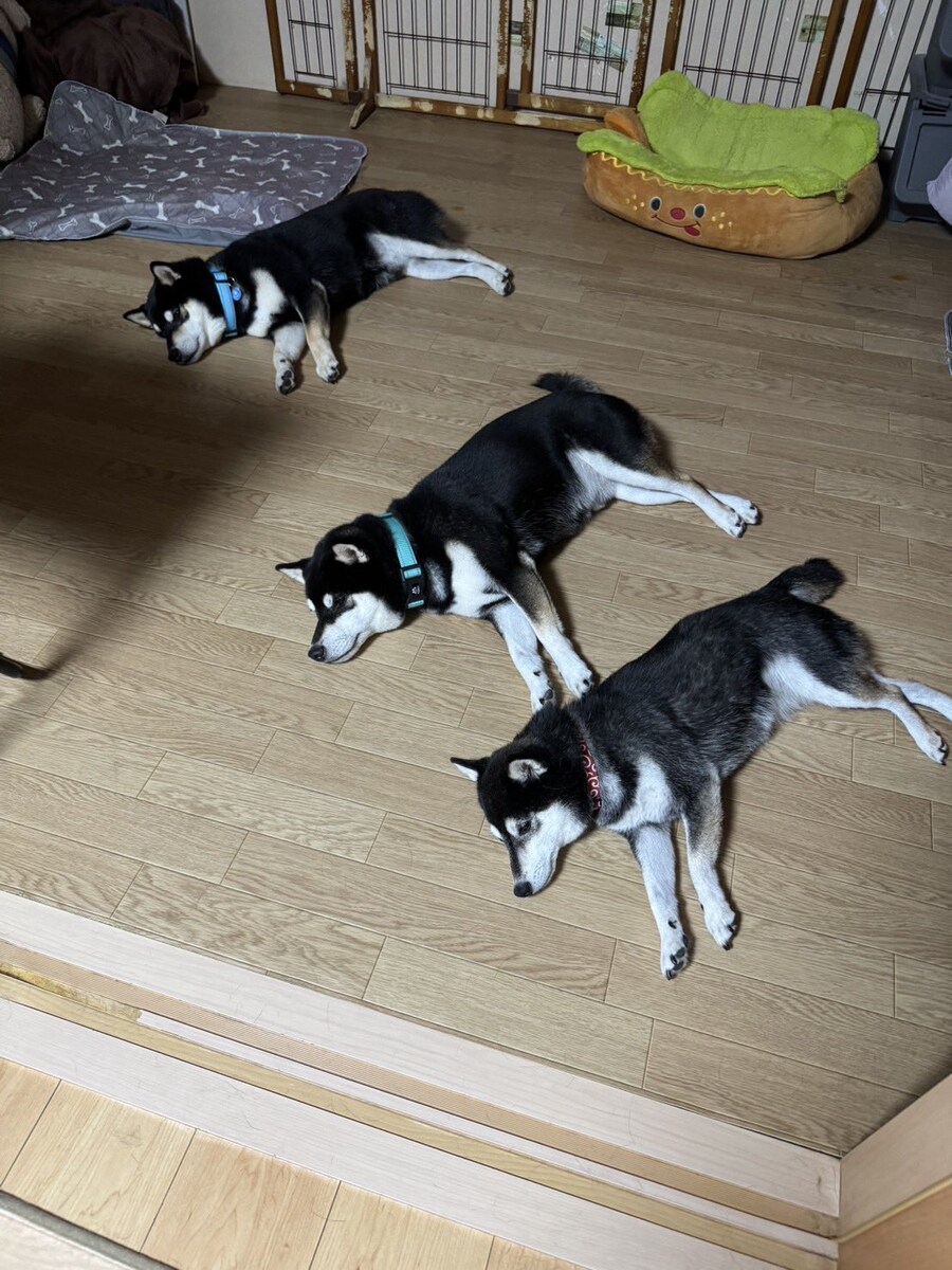 데칼코마니.jpg_1.jpg