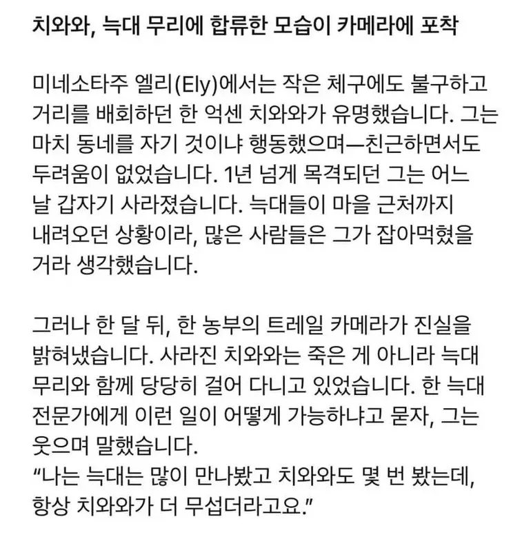 어느날 갑자기 사라진 치와와는 늑대들의 왕이 되었다.jpg_2.webp