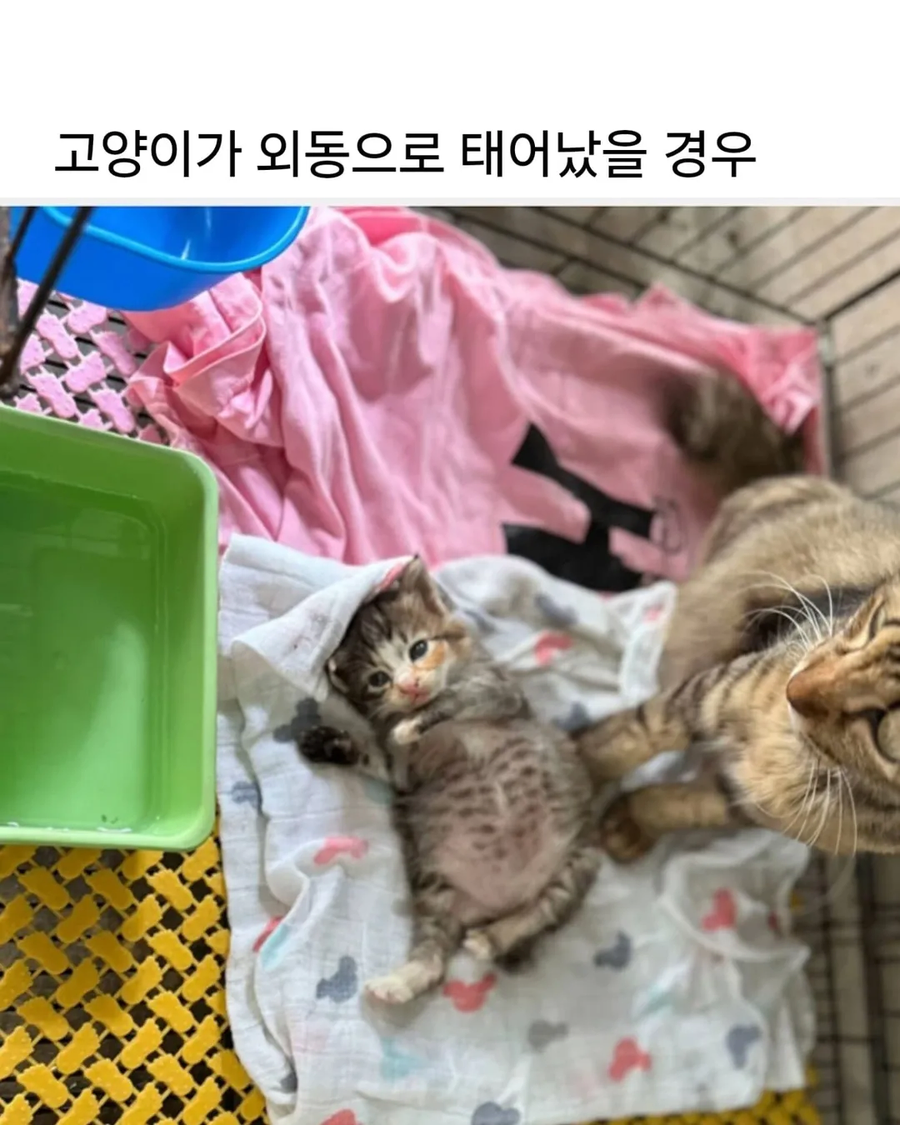 고양이가 외동으로 태어나면.._1.webp
