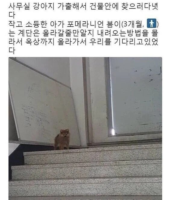 어느 강아지의 가출.jpg_1.jpg