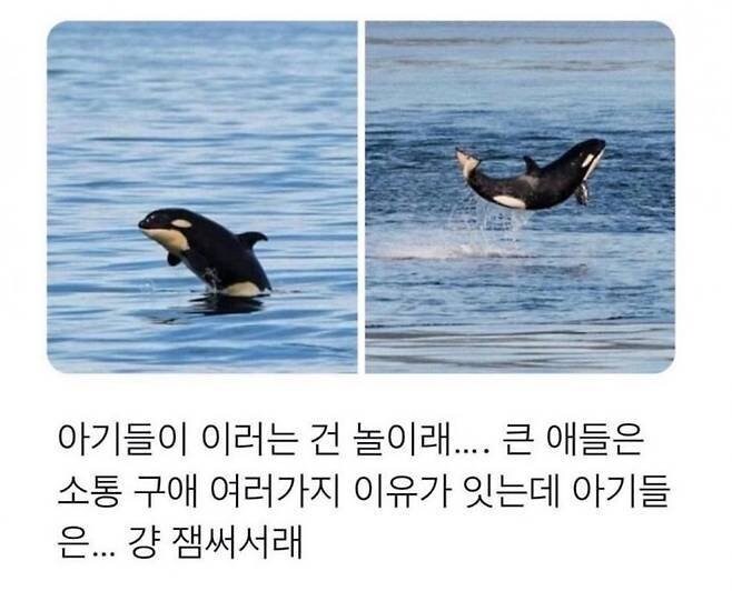 아기 범고래가 점프하는 이유.jpg_1.jpg