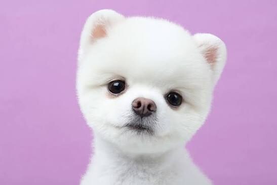 강아지 이름이 힝거_2.jpg