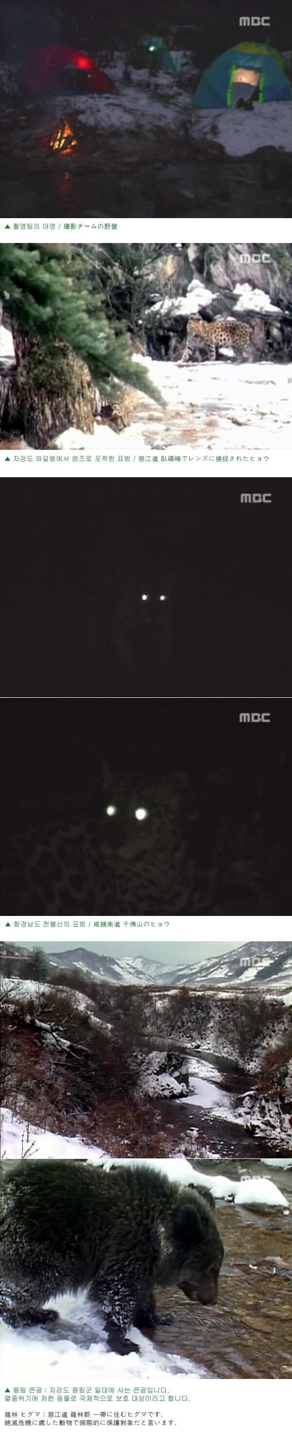 한반도에서 호랑이가 남아있을법한 유일한 장소_2.jpg