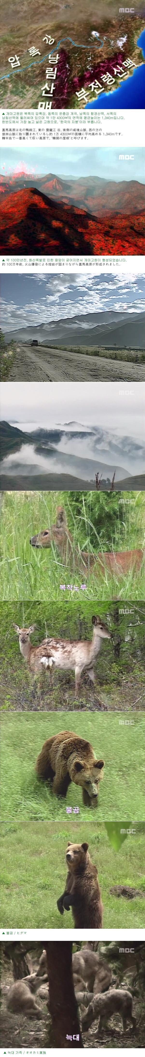 한반도에서 호랑이가 남아있을법한 유일한 장소_4.jpg