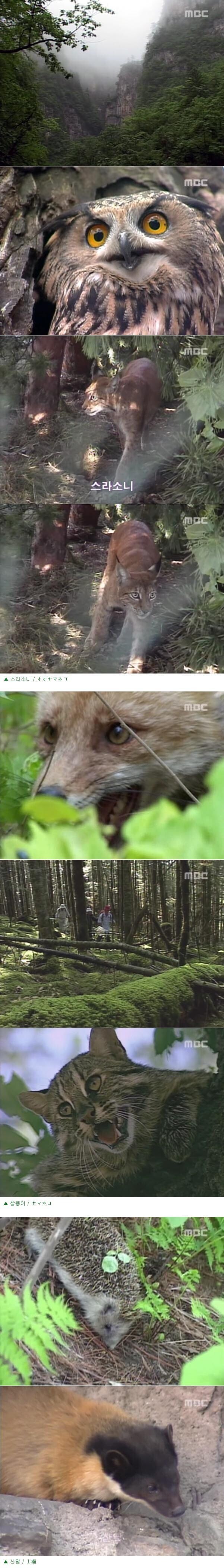 한반도에서 호랑이가 남아있을법한 유일한 장소_5.jpg