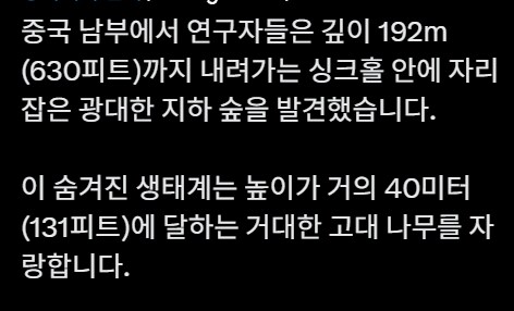 숨겨진 숲_2.png