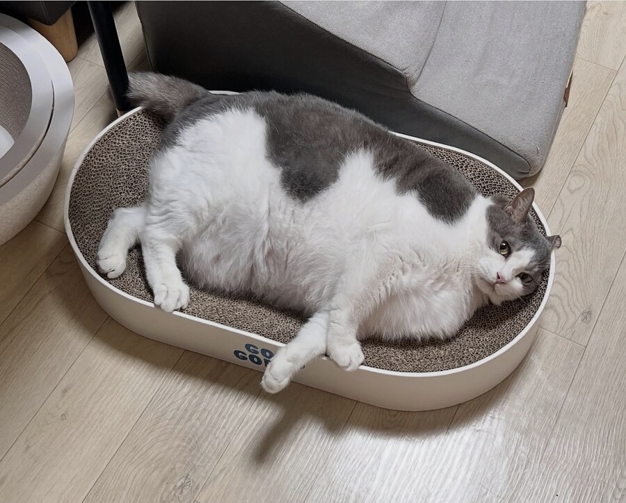 젖소 고양이.jpg_1.jpg