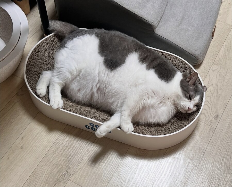 젖소 고양이.jpg_2.jpg