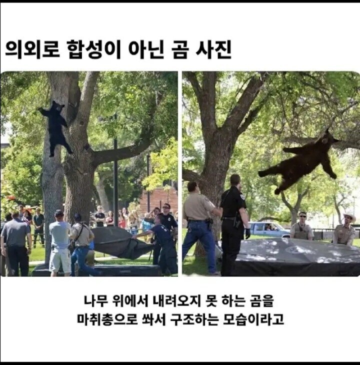 곰떨어져유.jpg_1.jpg