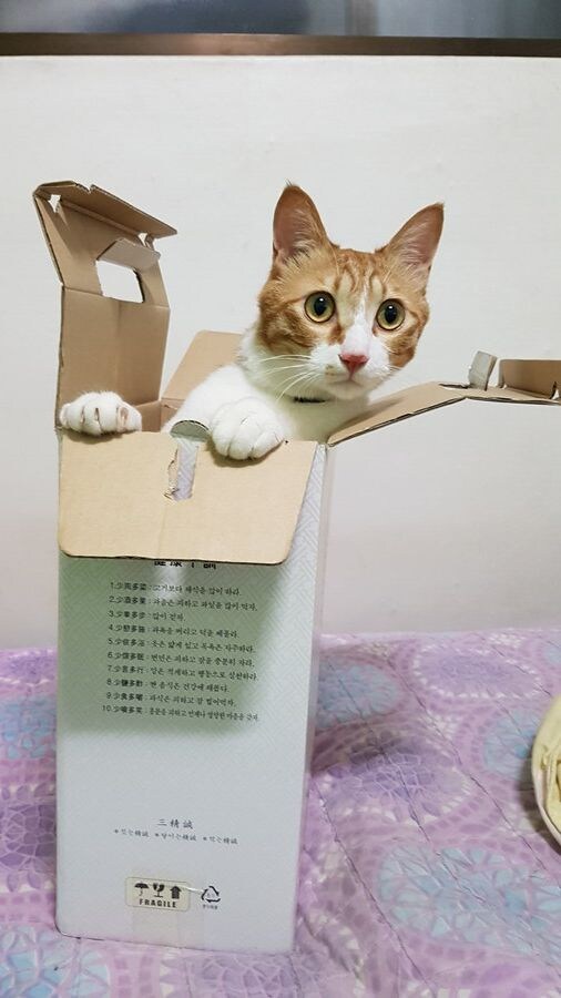 ㅈ냥이쉑 하도 말을 안들어서 보약해버림 jpg._2.jpg