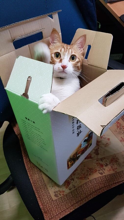 ㅈ냥이쉑 하도 말을 안들어서 보약해버림 jpg._3.jpg