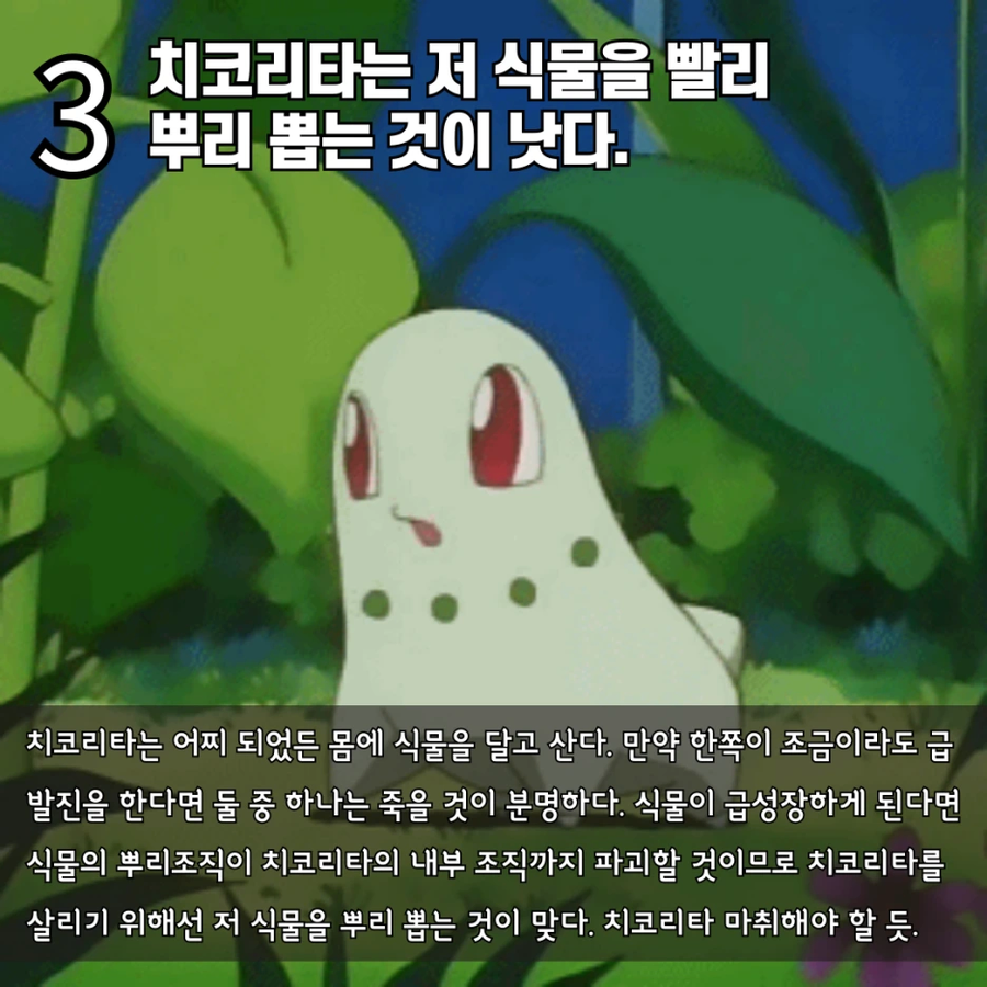 수의사가 말하는 치코리타 기름의 정체_4.webp