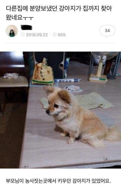 다른 집에 분양보냈는데 예전 집을 찾아온 강아지_1.webp