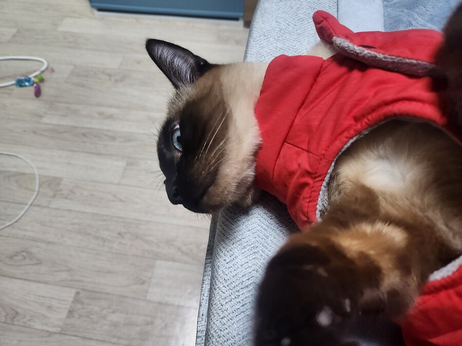 투쟁고양이 VS 귀족고양이 당신의 선택은?!?!_1.jpg