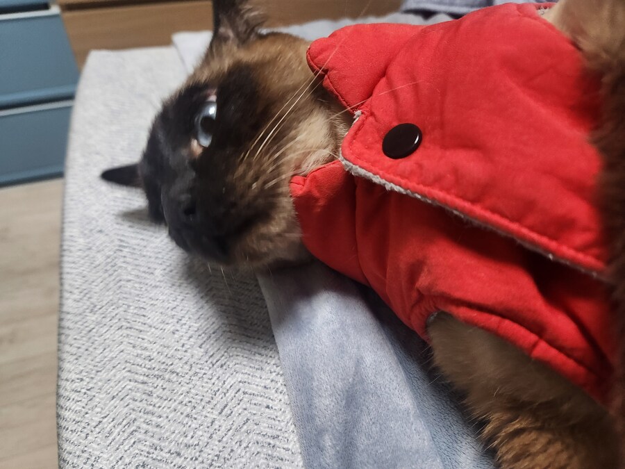 투쟁고양이 VS 귀족고양이 당신의 선택은?!?!_2.jpg