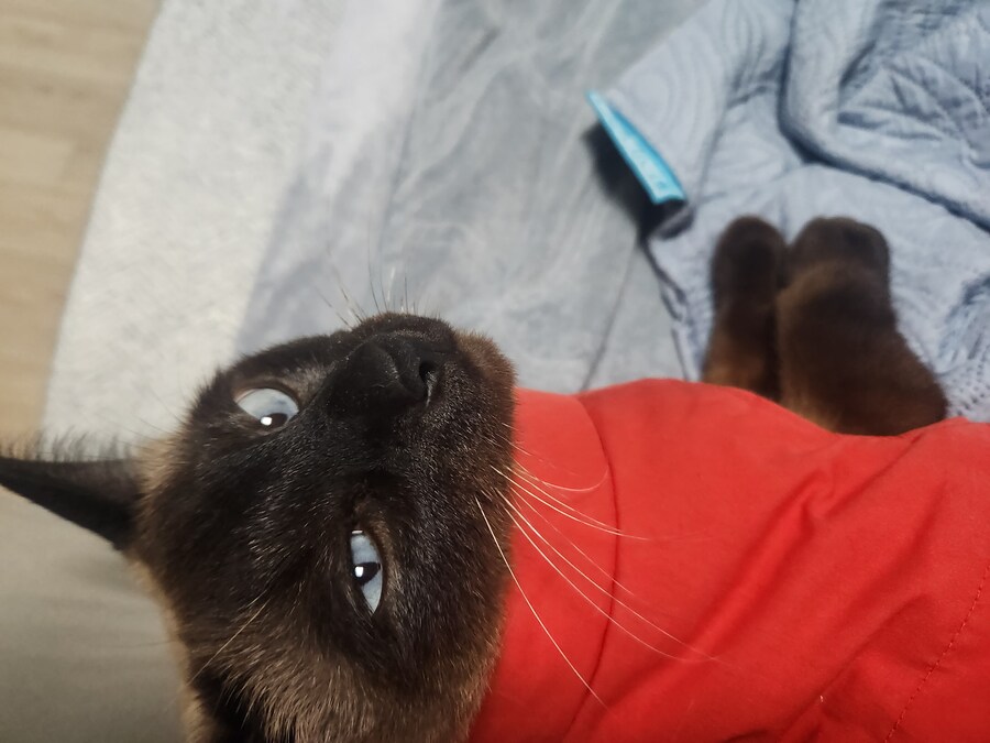 투쟁고양이 VS 귀족고양이 당신의 선택은?!?!_3.jpg
