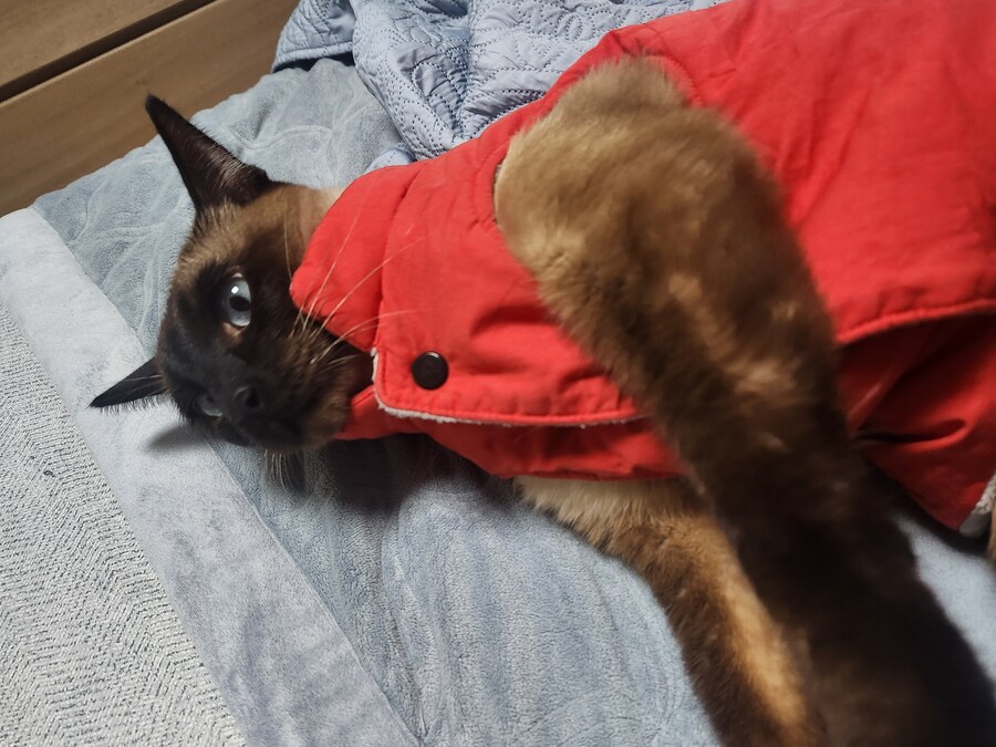 투쟁고양이 VS 귀족고양이 당신의 선택은?!?!_4.jpg