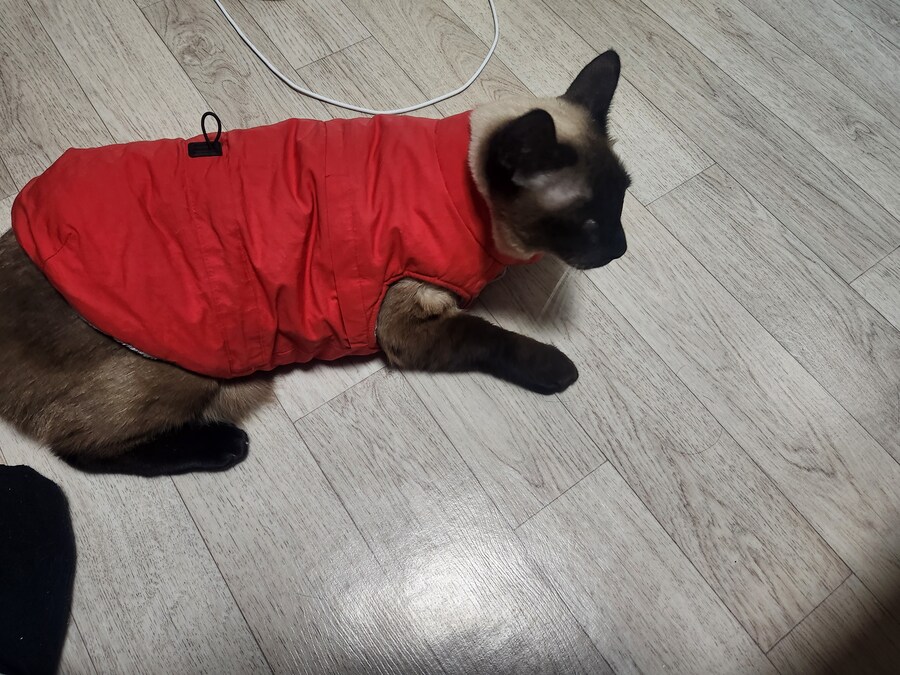 투쟁고양이 VS 귀족고양이 당신의 선택은?!?!_5.jpg
