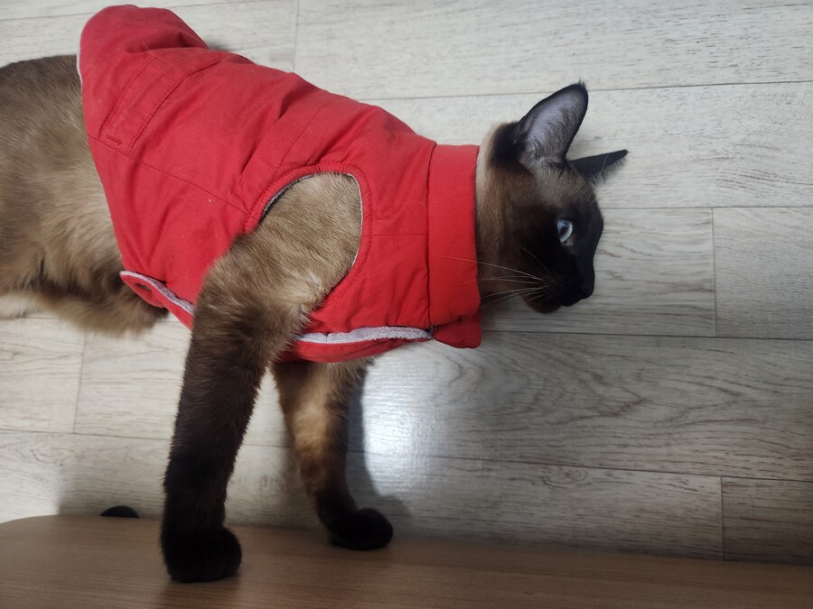 투쟁고양이 VS 귀족고양이 당신의 선택은?!?!_8.jpg