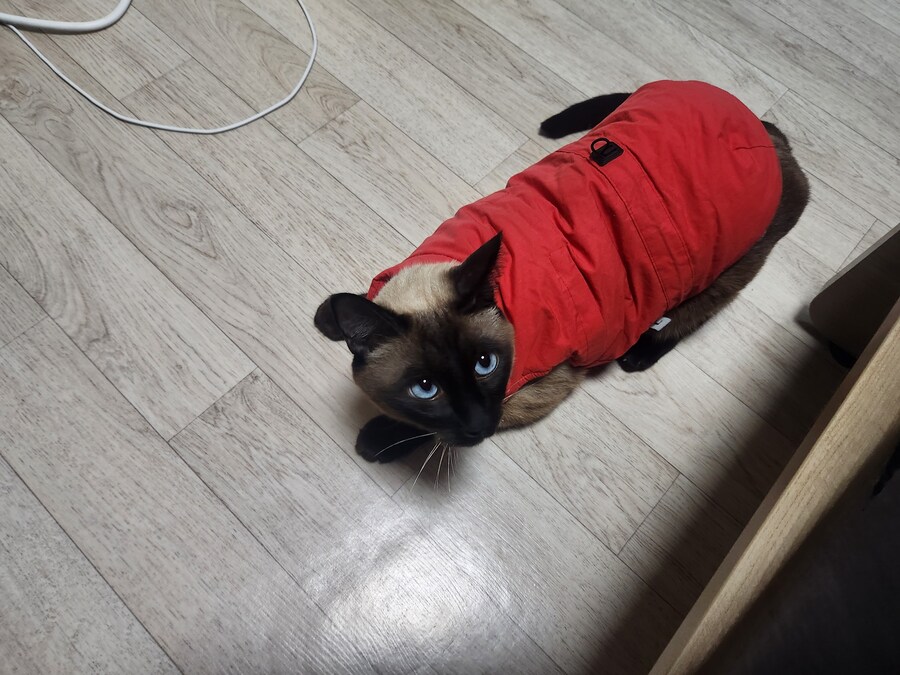 투쟁고양이 VS 귀족고양이 당신의 선택은?!?!_7.jpg