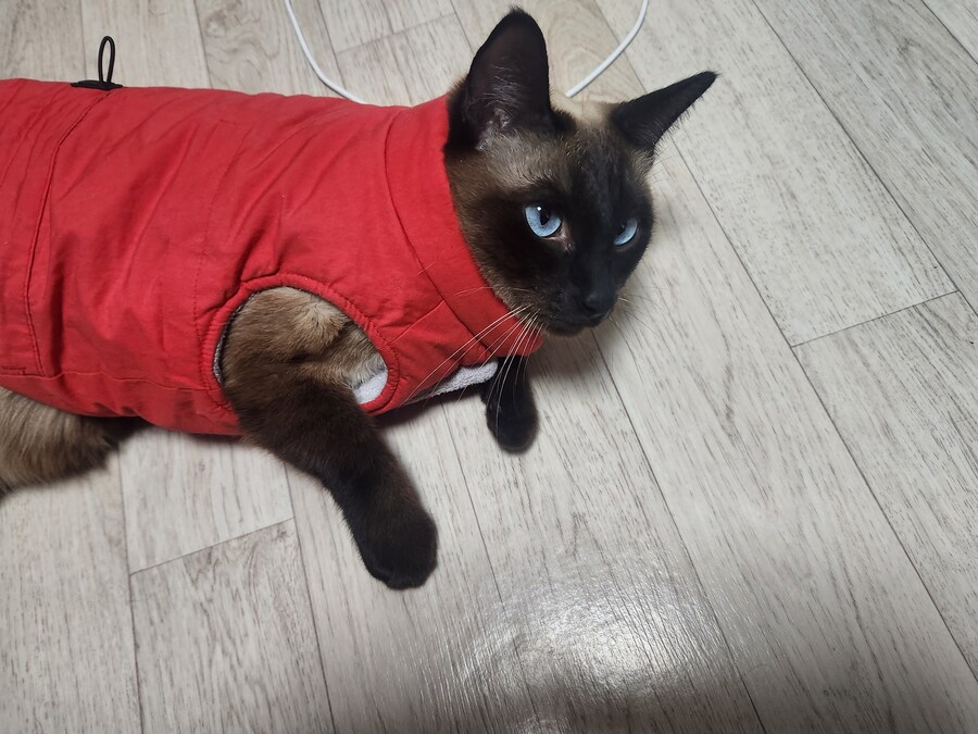 투쟁고양이 VS 귀족고양이 당신의 선택은?!?!_6.jpg