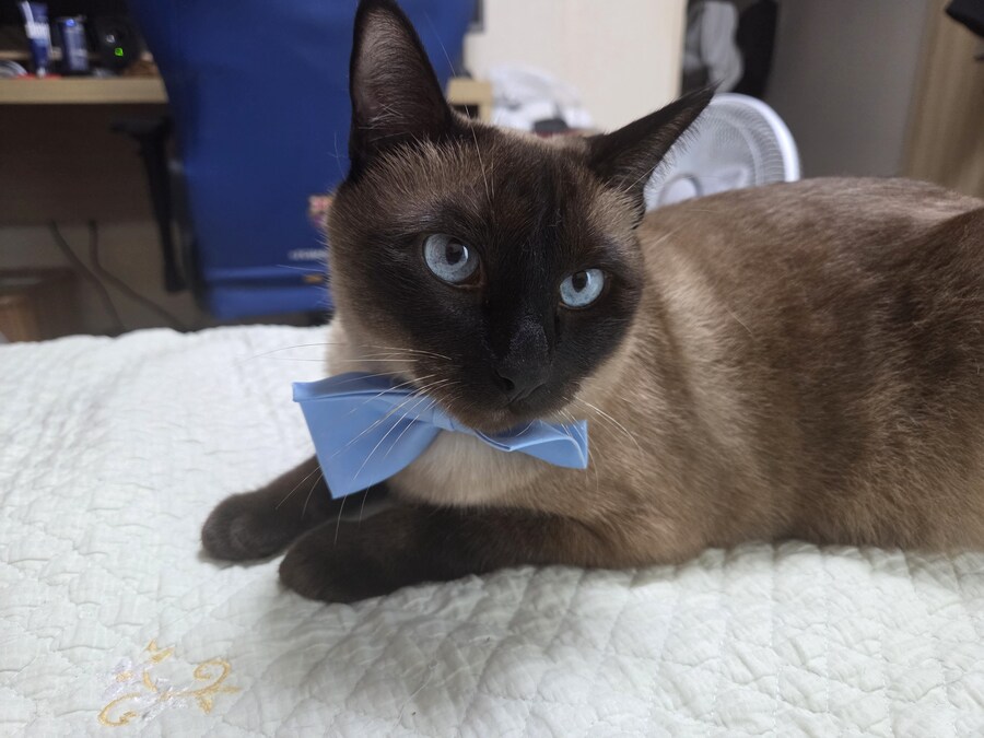 투쟁고양이 VS 귀족고양이 당신의 선택은?!?!_12.jpg