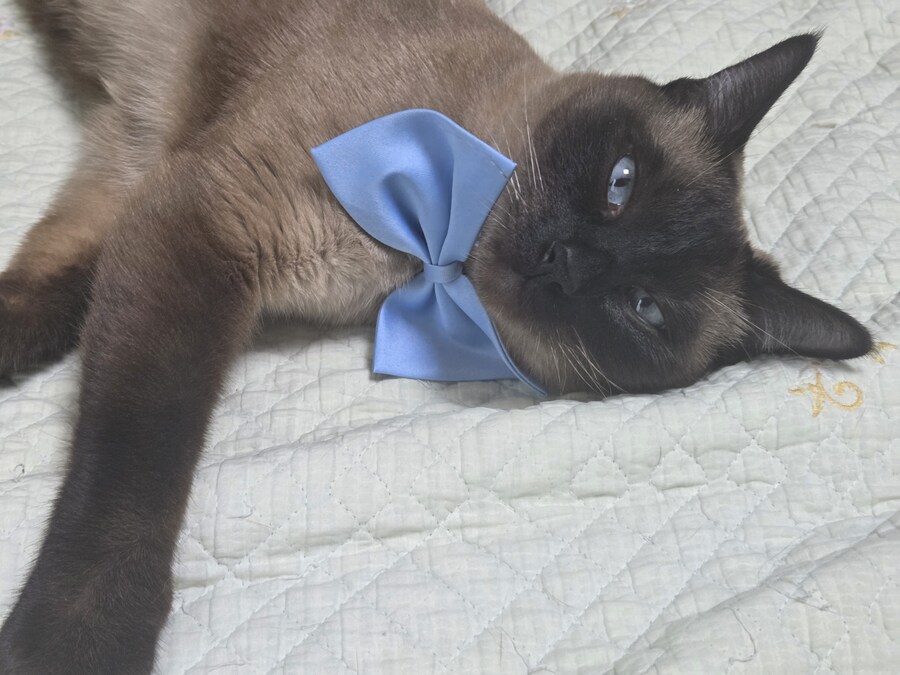투쟁고양이 VS 귀족고양이 당신의 선택은?!?!_13.jpg