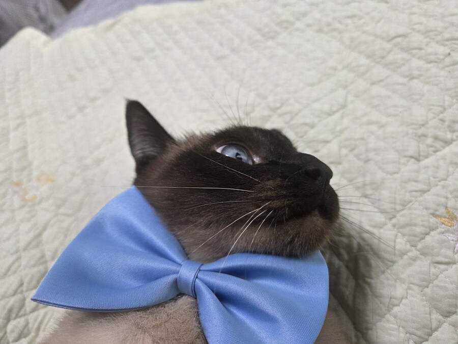 투쟁고양이 VS 귀족고양이 당신의 선택은?!?!_15.jpg